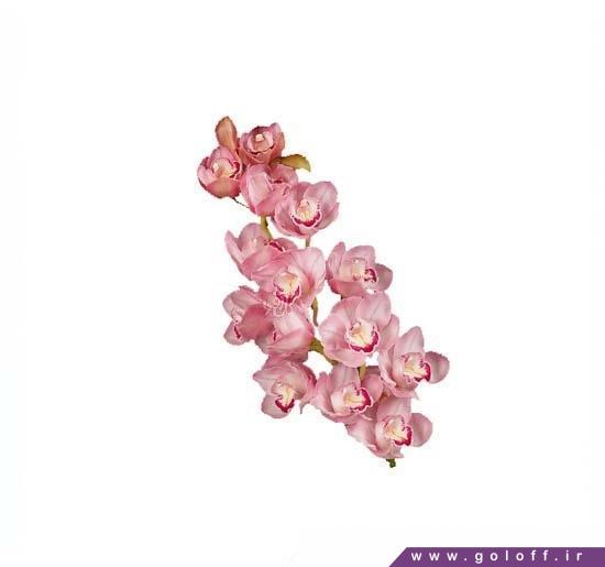 خرید اینترنتی گل - گل ارکیده سیمبیدیوم سو کیوی - Cymbidium Orchid | گل آف